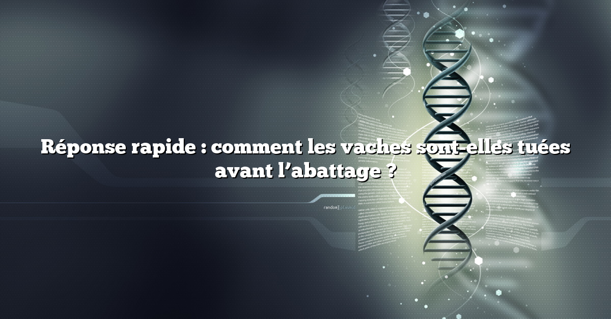 Réponse rapide : comment les vaches sont-elles tuées avant l’abattage ?